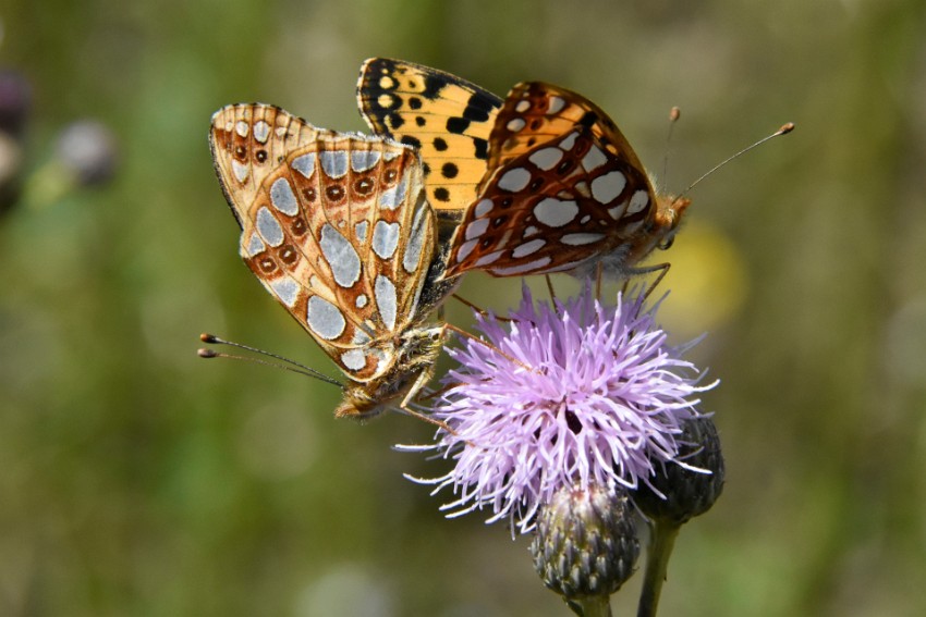 06 tarkea-homma-menossa.jpg